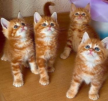 кошка домашный: Лесная, 2 месяца, Мальчик, Рыжий, Приучена к лотку — 1