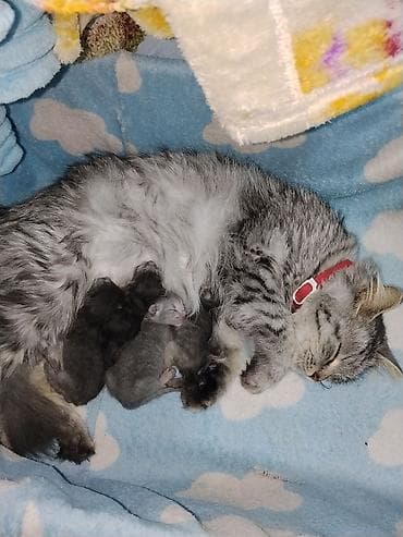 Продажа кошек: 🐾 Открыто бронирование на шотландских котят! 🐾 Наша чистокровная — 2