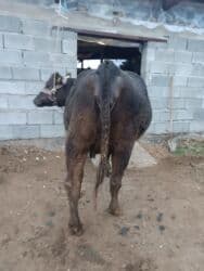 объявления о найденных животных: Продаю | Корова (самка) | Алатауская, Швицкая | Для разведения, Для молока | Племенные, Стельные, Искусственник — 4