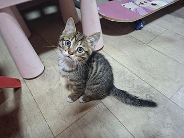 маленький кошки: Отдам даром! Могу привезти. Котята от домашней кошки. Все мальчики, 3 — 4