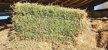 кой ош: Клевер в тюках под навесом. - Тип: луговое/бобовое сено — 2