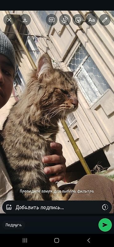 кошки пародистые: Кошка породы: домашняя длинношёрстная (полосатый табби) Окрас — 1