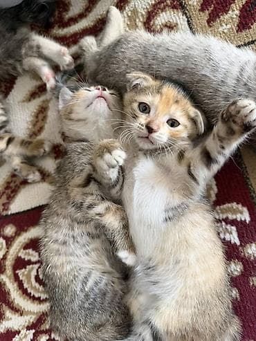 кошка арча бешик: Котятам почти 2 месяца, парода шотландская, один мальчик вислоухий — 10