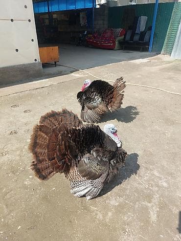 комнатные собаки: Продаю | Индюк (самец) | Для разведения | Племенные — 6