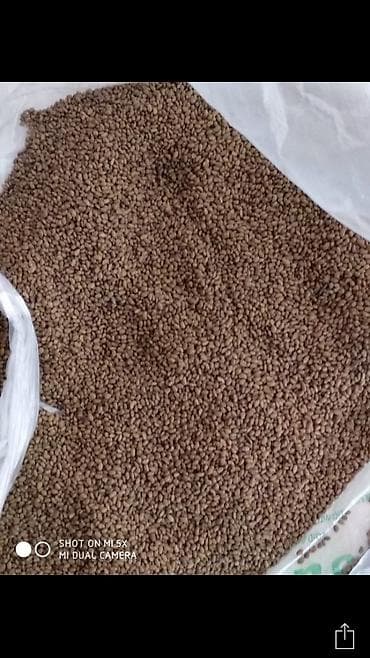 арпа тук: Продаю чистые семена люцерны пропущенные через аппарат пектус и — 1