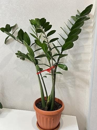 Алоэ: Замиокулькас /Доллар Идеален для офиса и дома: неприхотлив, устойчив — 2