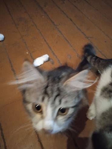животные кошка: Котята и молодые кошки разных окрасов бесплатно - Домашние котята из — 8