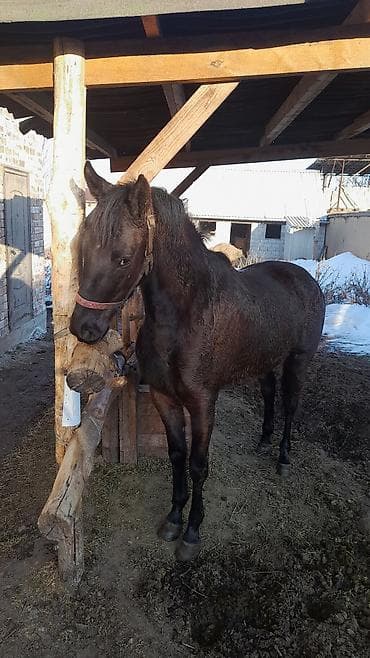 Продаю | Кобыла (самка) | Английская | Рабочий at lalafo.kg Продаю | Кобыла (самка) | Английская | Рабочий