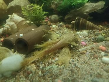 Зоотовары: Аквариум 220 литров заводской в рабочем состоянии стумбойбез — 1