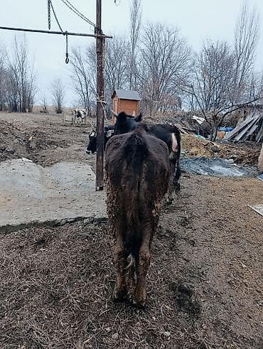 дойные карова: Продаю | Корова (самка) | Для молока | После отела — 8