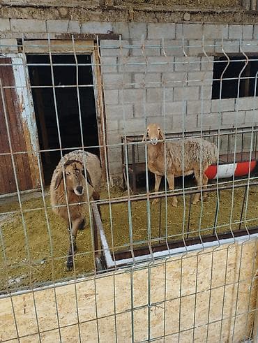 Продаю | Овца (самка), Ягненок | Арашан | Для разведения | Матка, Ярка