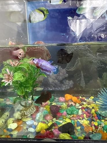 golden retriver: Бойцовые рыбки (Betta splendens) — разноцветные самцы и самки — 8