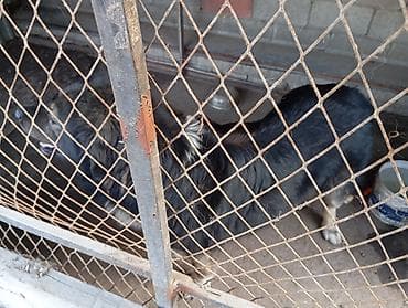 Вязка собак: 3 года, Самец, С прививкой — 2