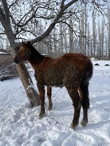 Продаю | Жеребенок | Дончак | На забой, Рабочий | Мерин