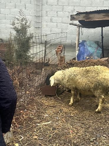 big 6: Продаю | Овца (самка) | Полукровка | Для разведения — 6