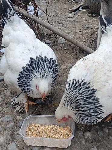 Куры, петухи: Продаю | Куры | Брама | Для разведения — 3