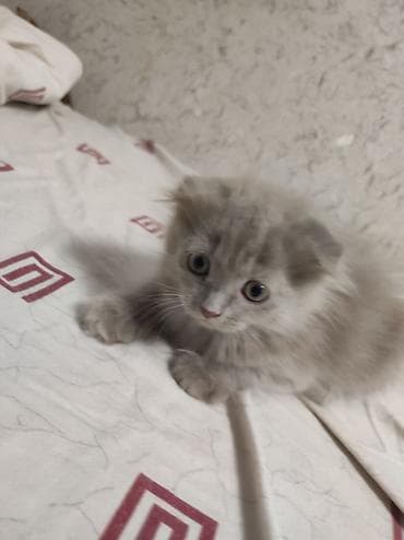 кошка продаётся: Скотиш Страйт (Шотландская прямоухая), 2 месяца, Девочка, Приучена к лотку — 2