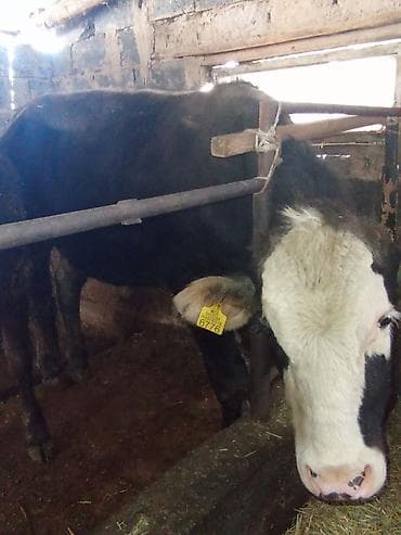 коровы ала тоо: Продаю | Бык (самец) | На откорм | Привязанные — 2