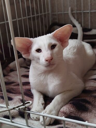 наполнители для кошек: Ориентальная, 7 месяцев, Мальчик, Белый, Приучена к лотку, Проглистована, С документами — 16