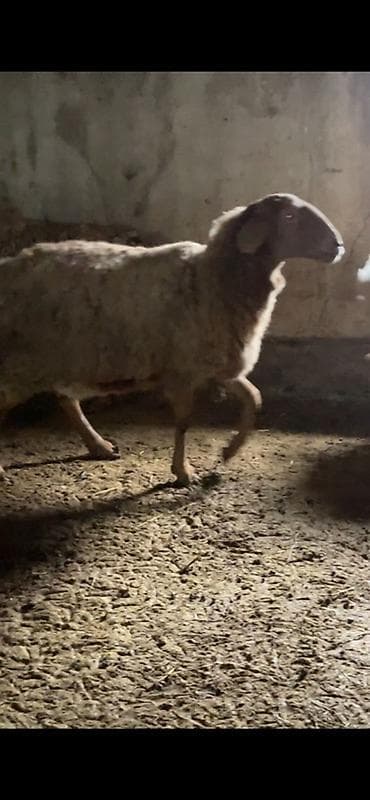 пародистый уй: Продаю | Овца (самка) | Арашан | Для разведения | Племенные — 1