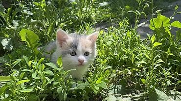 американская вислоухая кошка: 3 месяца, Девочка, Биколор, Приучена к лотку — 4