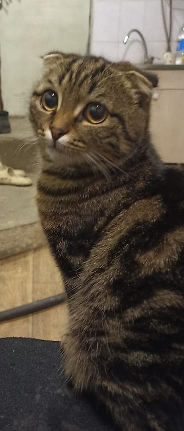 сибирский кот купить: Пропала : Скотиш Фолд (Шотландская вислоухая), Мальчик — 2