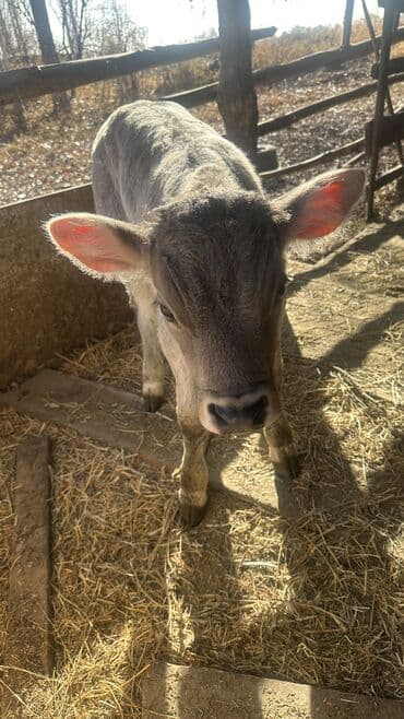 возьму даром собаку: Продаю | Музоо, торпок | Для разведения | Привязанные — 3