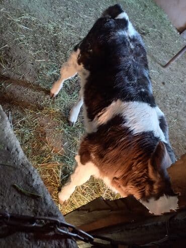 щенята даром: Продаю | Тёлка | На откорм | Искусственник — 4