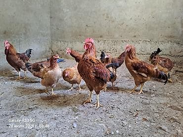 животные кошки: Продаю | Куры — 5