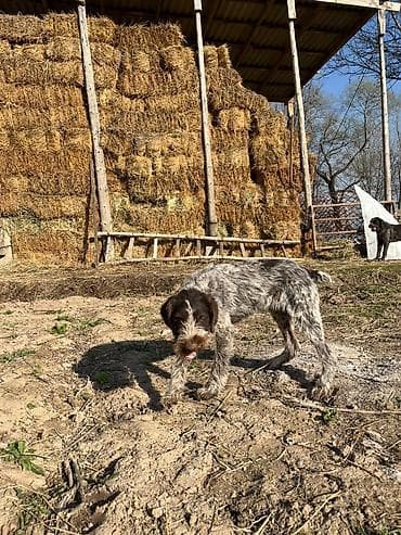 кон: Щенок жесткошерстной легавой (грифон/дратхаар‑типа) с характерной — 5