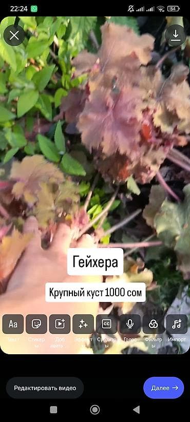 саженцы цветов: Саженцы — 10