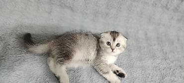 Продаются чистокровные котятята. Шотландской народы. 3 котёнка( 1 — 3