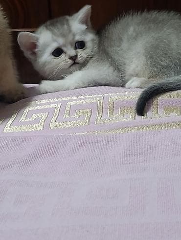 1 месяц, Мальчик, Серебристая шиншилла, Приучена к лотку