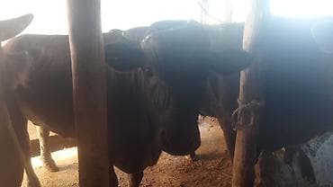 ангус купить: Продаю | Бык (самец) | На откорм | Привязанные — 10