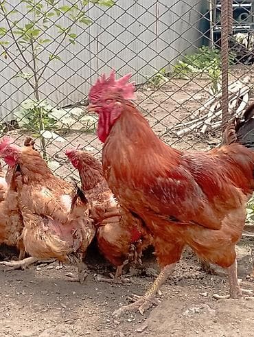 кохинхин куры: Продаю | Петух | Для разведения — 1