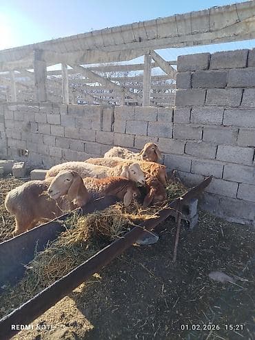 конь рабочий: Продаю | Овца (самка) | Эдильбаевская | Для разведения — 6