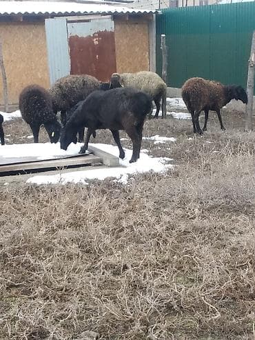 ат жаныбар: Сатам | Ургаачы кой (ургаачы), Козу, Кочкор (эркек) | Көбөйтүү үчүн | Бооз, Ургаачы, Токту — 2