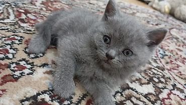 котятя: Продаются чистокровные котята от британской короткошерстной кошки и — 1