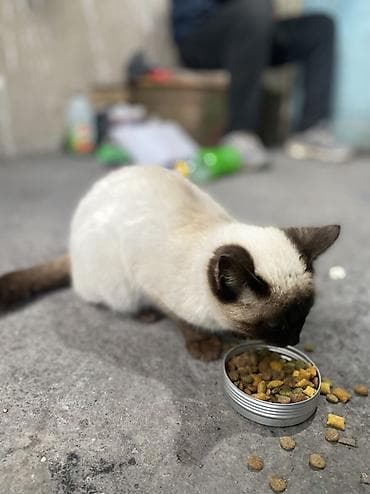 кошке: Отдам хорошие руки даром
Самец — 1