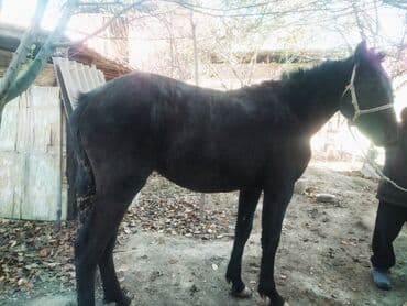 сколько стоит щенок алабай: Продаю | Жеребец | Для разведения | Мерин — 3