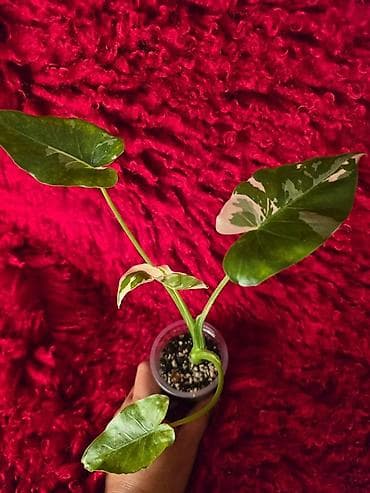 фикус цветы: Ароидное комнатное растение Alocasia (вариететная форма) — 8