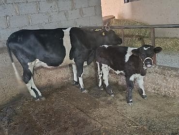 рабочий конь: Продаю | Корова (самка) | Для молока | После отела — 2