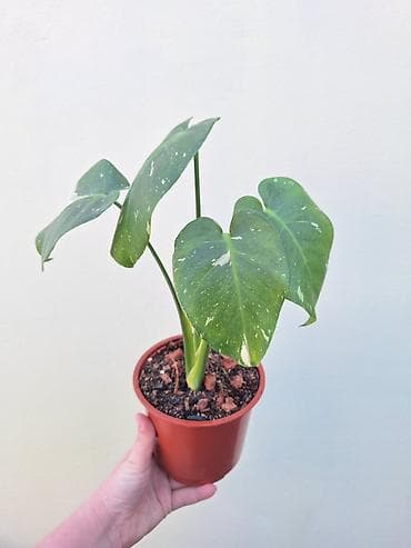 монстера белая купить: Вариегатная монстера "Тайское созвездие " - Размер: компактный — 2