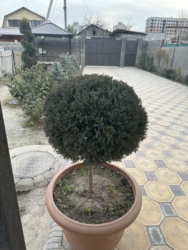 кухонный гарнитур бу: БОЛЬШОЙ ГОЛУБОЙ МОЖЖЕВЕЛЬНИК, ОСОБЫЙ СОРТ, ТАКИХ МАЛО. ОЧЕНЬ КРАСИВЫЙ! — 3