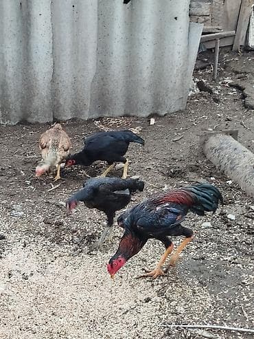 Мышыктар: Сатам | Короздор | Тебиштирүүчү | Көбөйтүү үчүн — 6