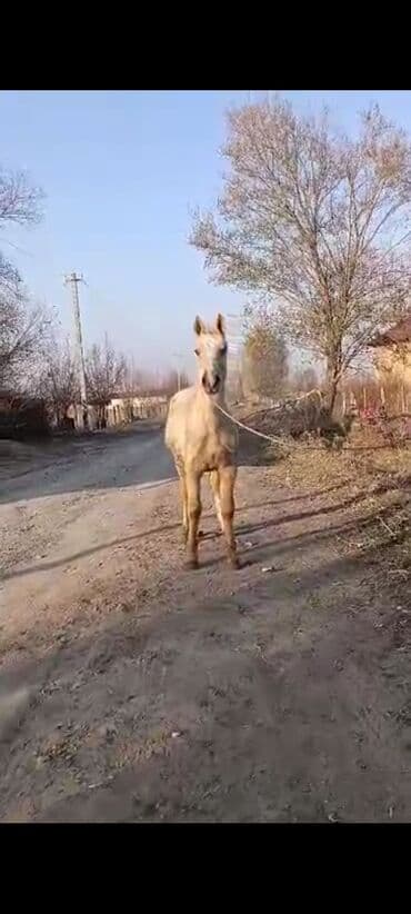 Аквариумы: Продаю | Жеребенок — 1