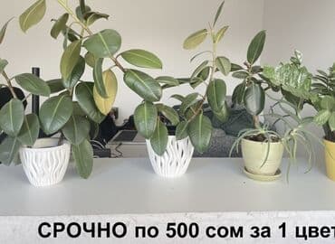 полка для комнатных цветов: Комнатные растения в горшках: - Фикус эластика (каучуконосный) — 2 — 1