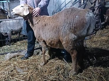 кормушка для баранов: Продаю | Овца (самка) | Для разведения | Матка — 3