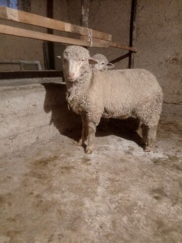 реалии: Продаю | Баран (самец) | Меринос | Для разведения — 1