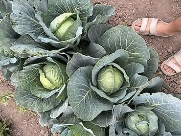 чай чикен стол: Капуста Белокачанная — 4
